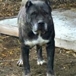 Hela de Irema Curtó