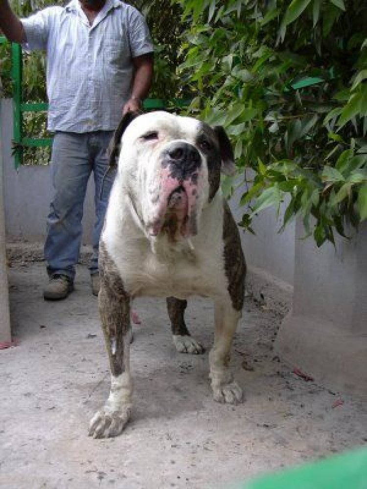 Galería de Perro del Saucillo