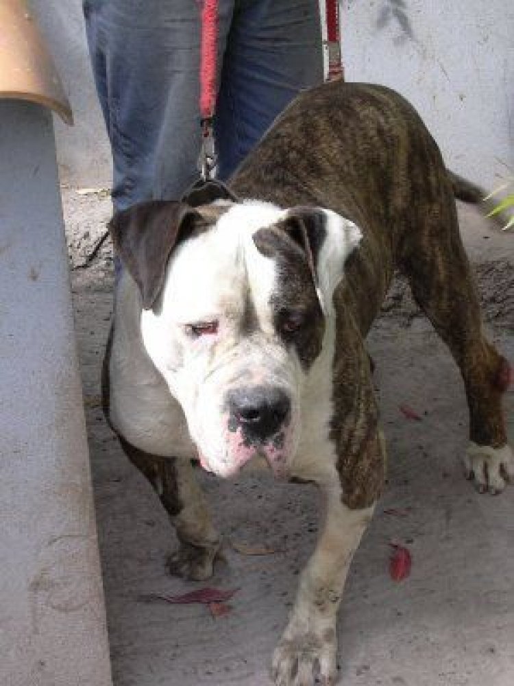 Galería de Perro del Saucillo