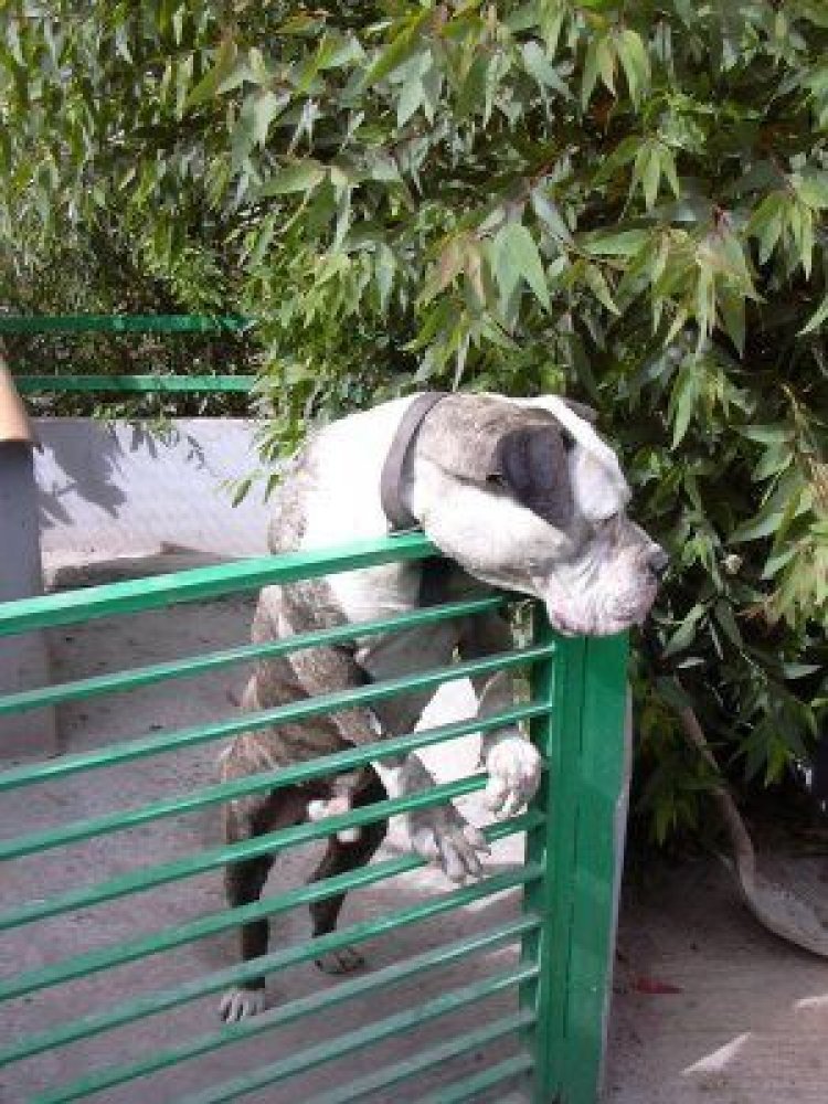 Galería de Perro del Saucillo