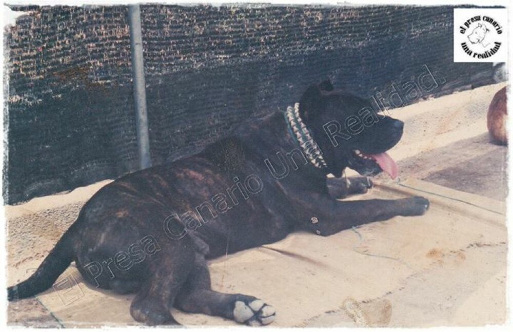 Galería de Rokote del Jardín Canario