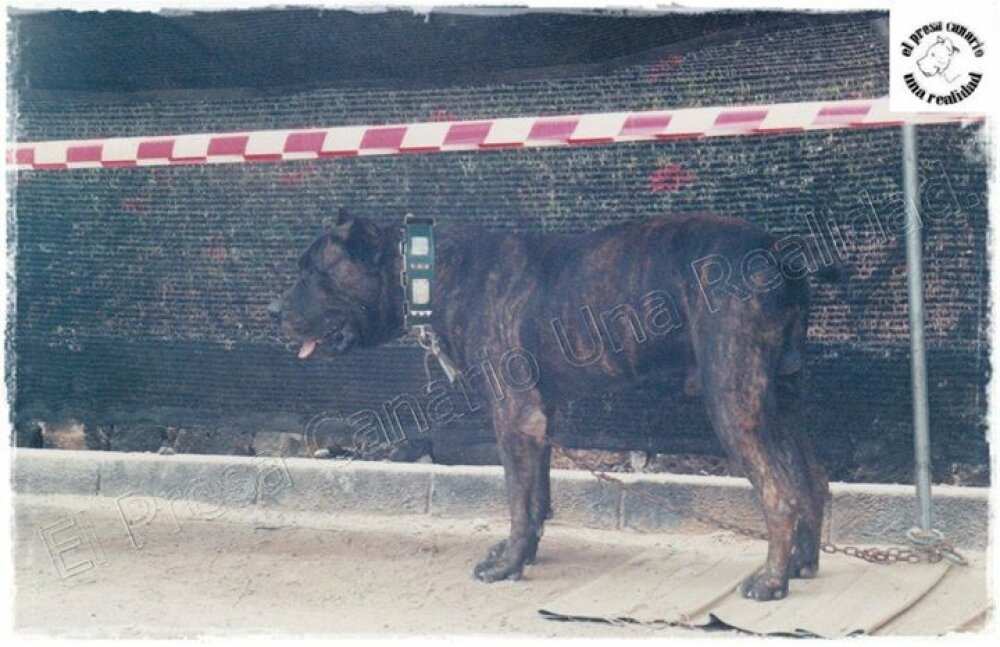 Galería de Rokote del Jardín Canario