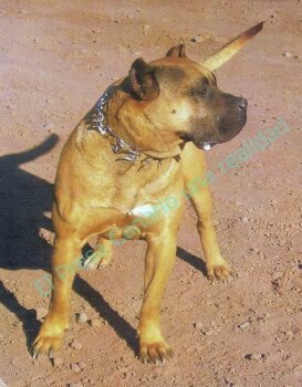 Galería de Guaci II