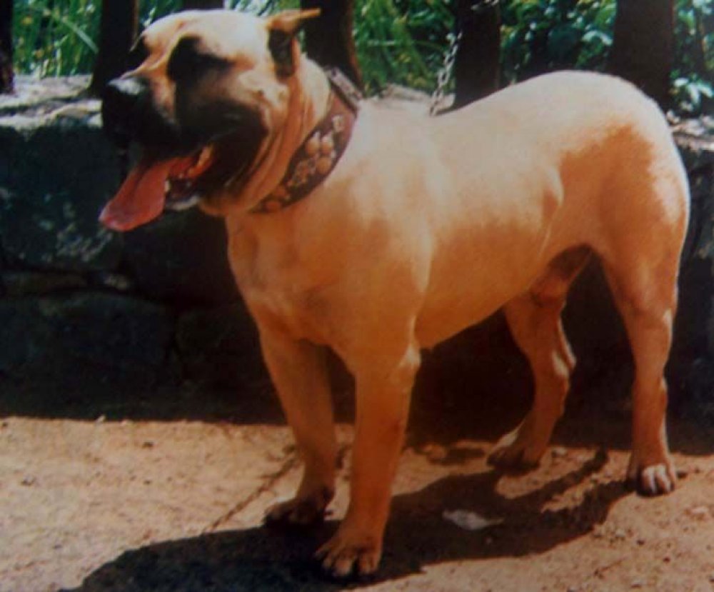 Galería de Urco Coliseum