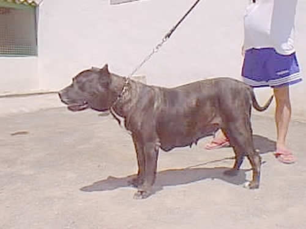 Galería de Nira de Haridian del Valle