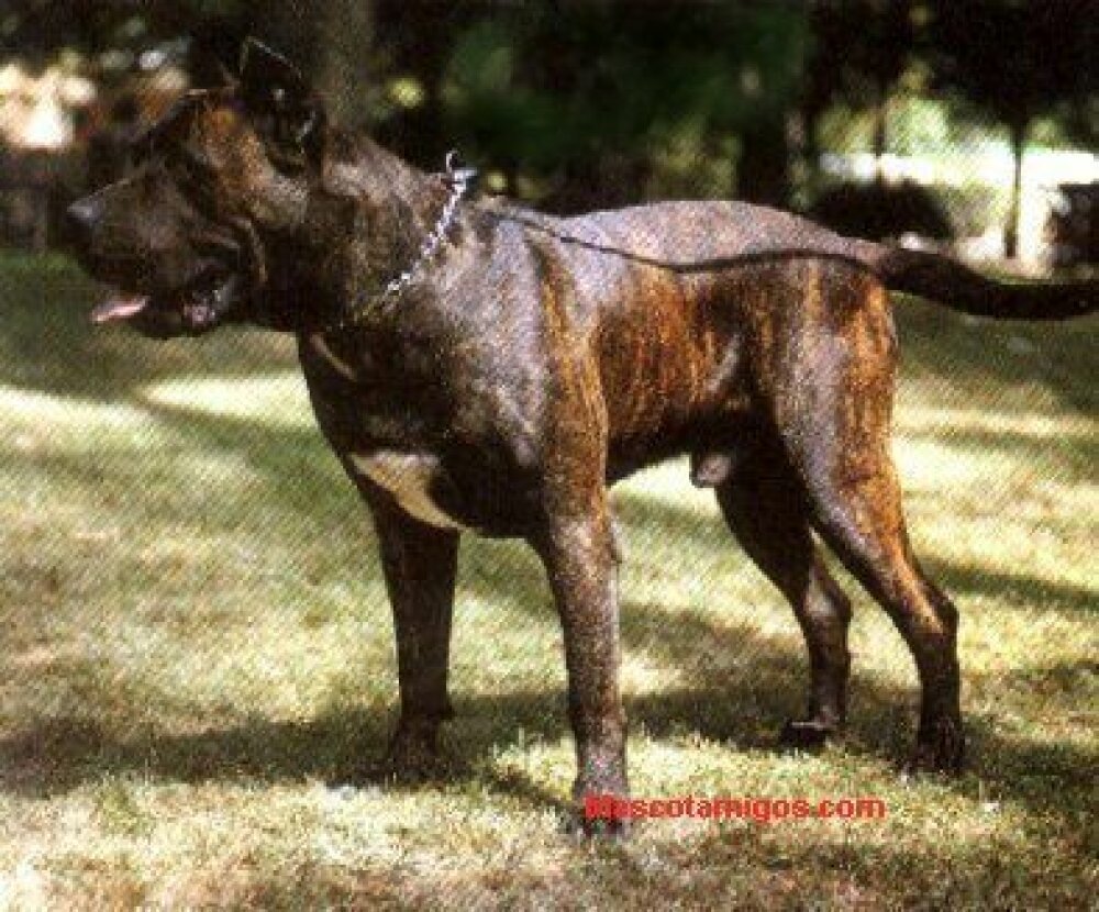 Galería de Rokote del Jardín Canario