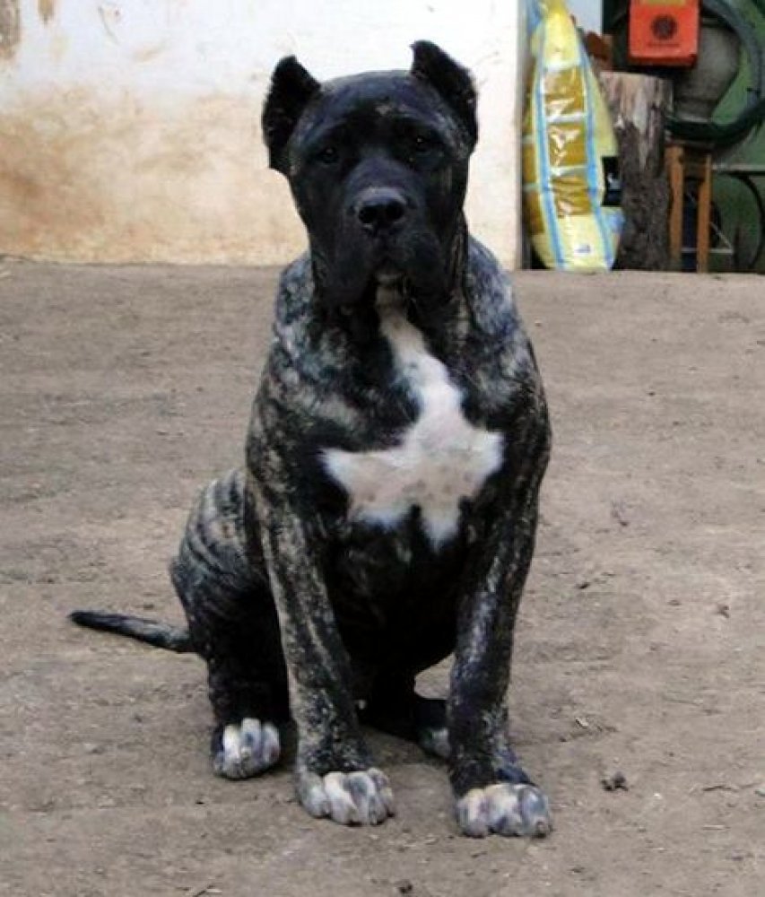 Galería de Cairo de Zumacán