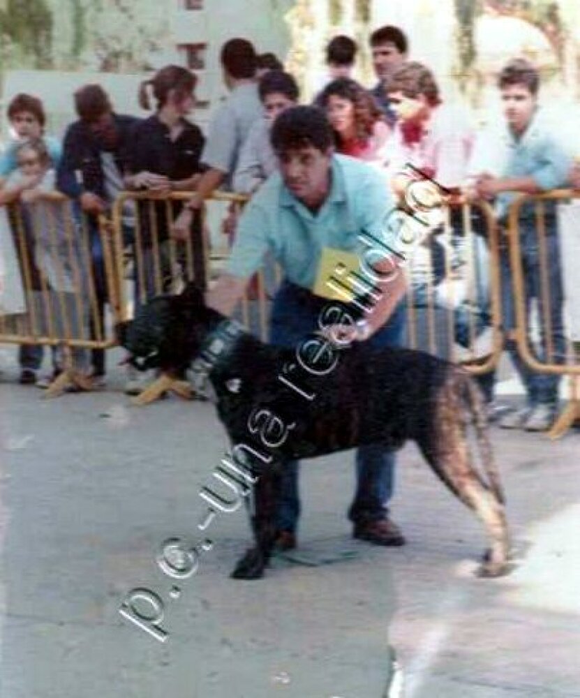 Galería de Rokote del Jardín Canario