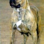 Rubia II de Irema Curtó