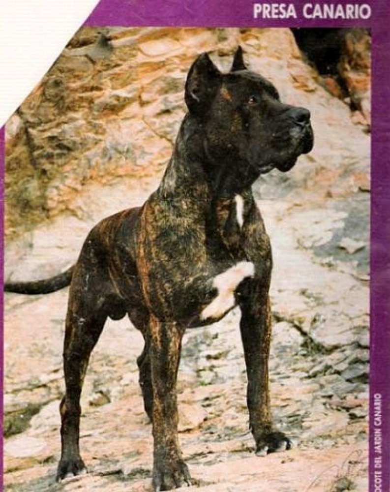 Galería de Rokote del Jardín Canario