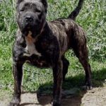 Nito de Irema Curtó