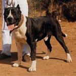 Chío de Irema Curtó