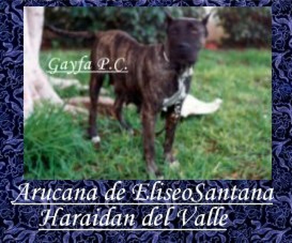 Galería de Araucana de Haridian del Valle