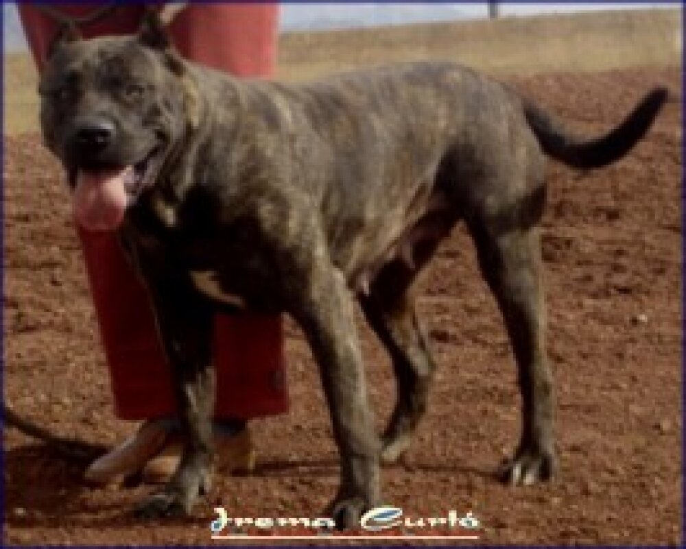 Galería de Indira de Irema Curtó