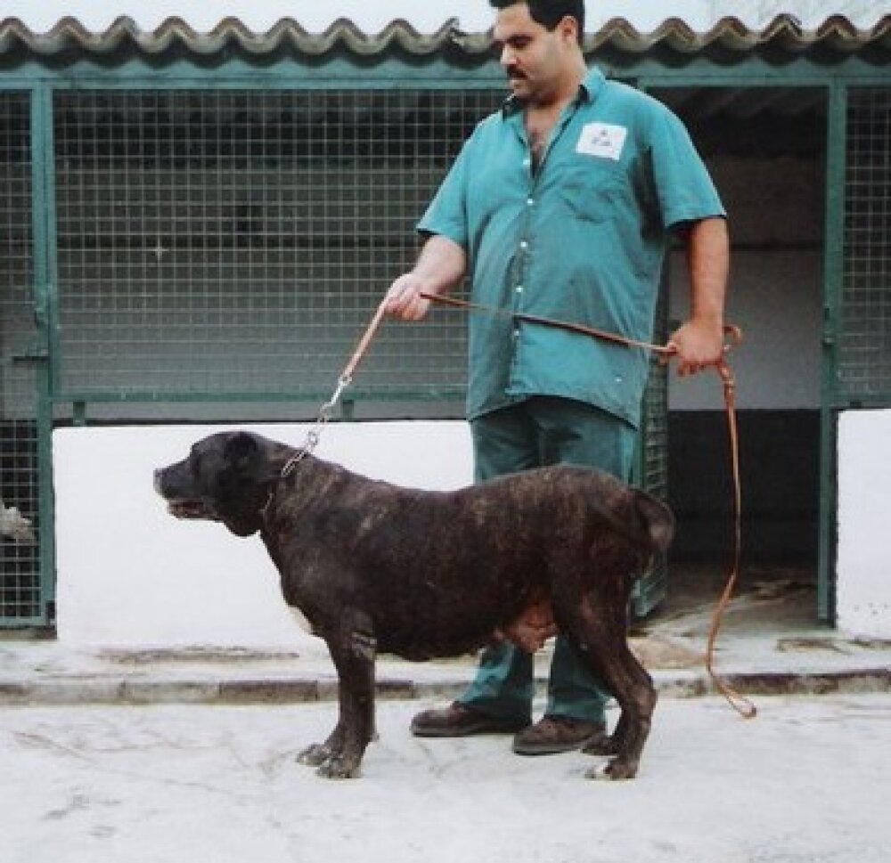 Galería de Nira de Haridian del Valle