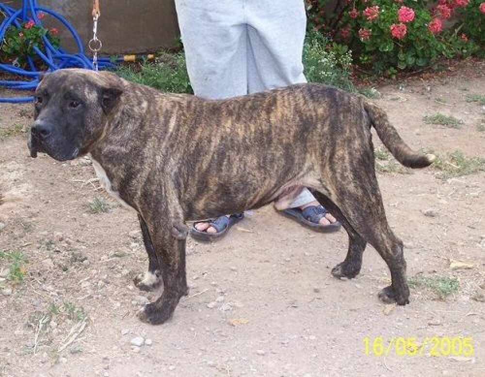 Galería de León de Presa Canario 2000