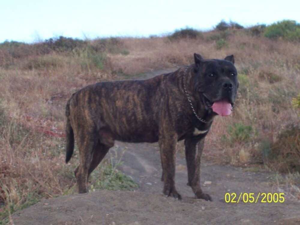 Galería de Drago de Los Cardones