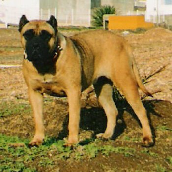 Galería de Guaci II