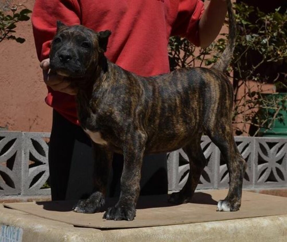 Galería de Rita de Irema Curtó