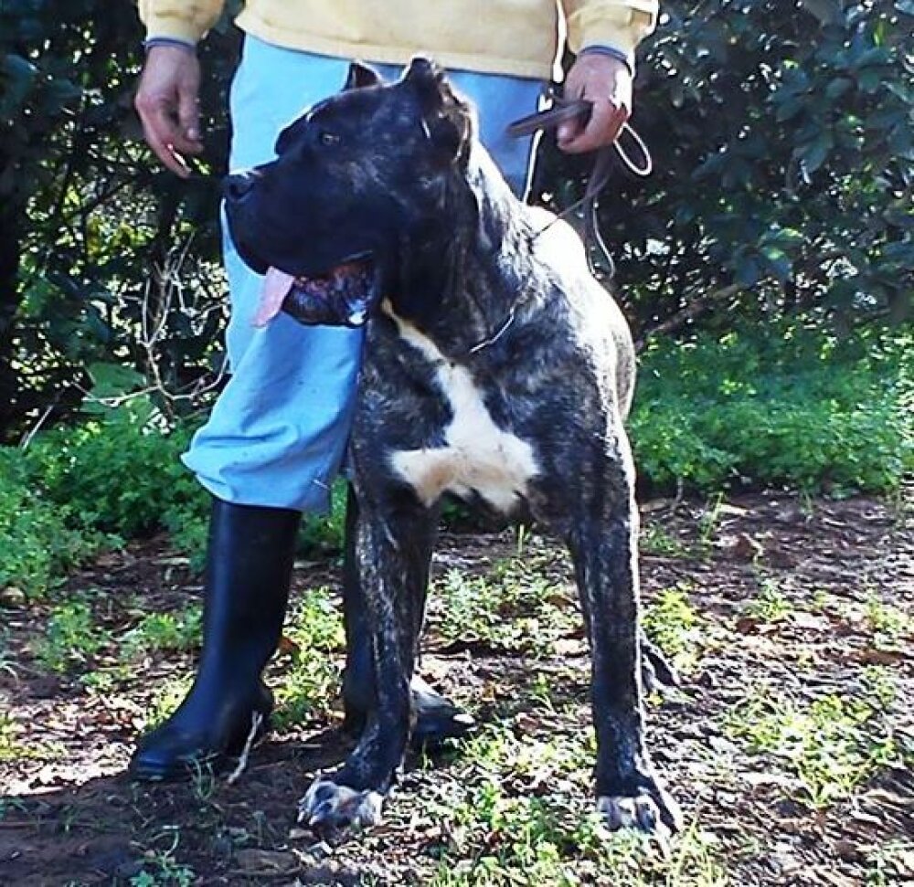 Galería de Cairo de Zumacán