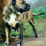 Bary de Irema Curtó