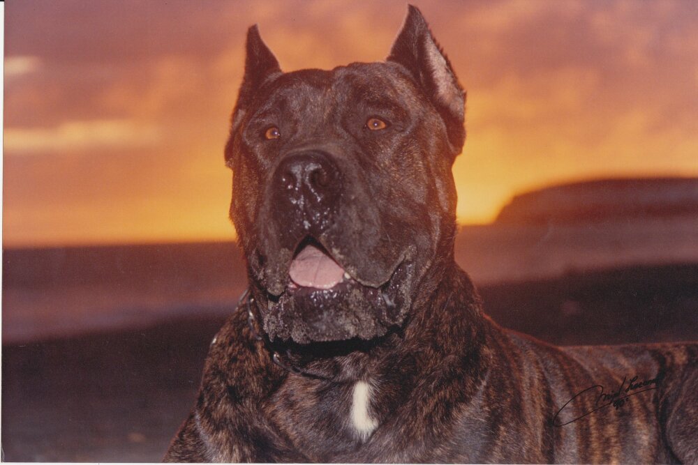 Galería de Rokote del Jardín Canario