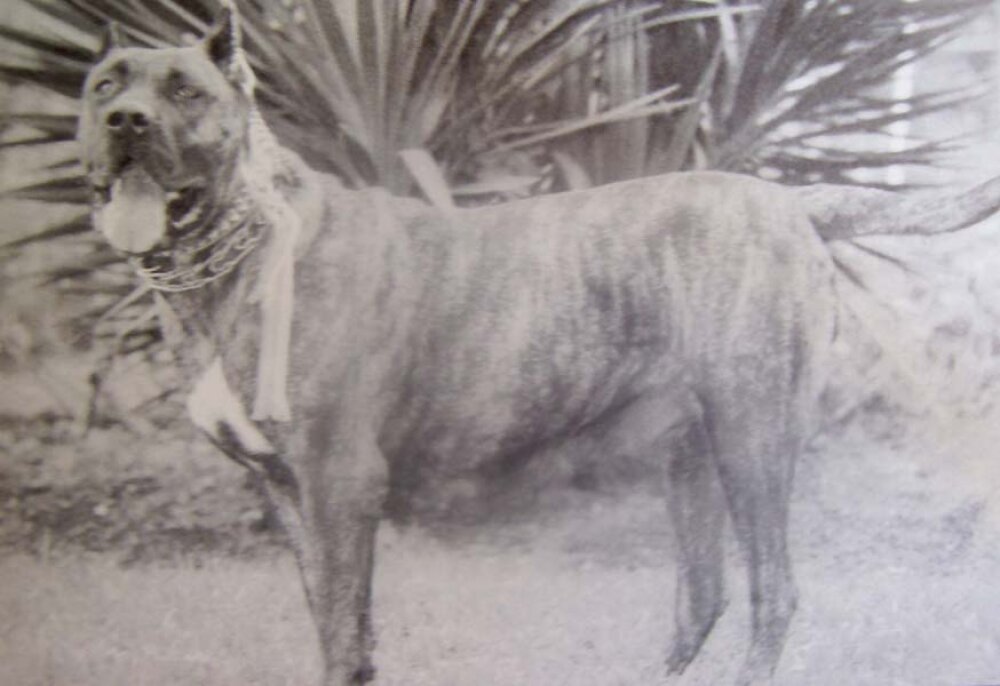 Galería de Marquesa