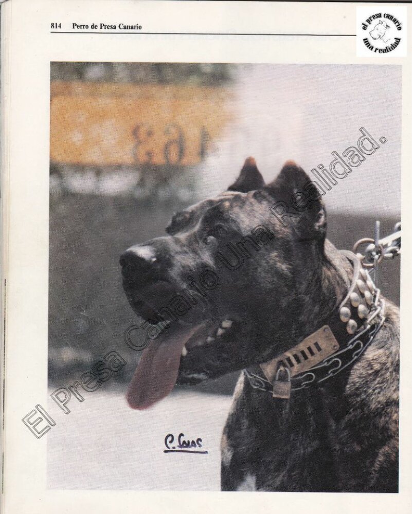 Galería de Marquesa