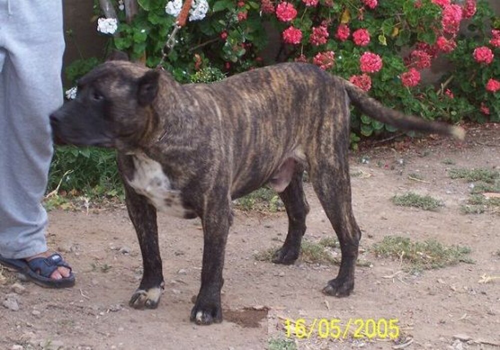Galería de León de Presa Canario 2000