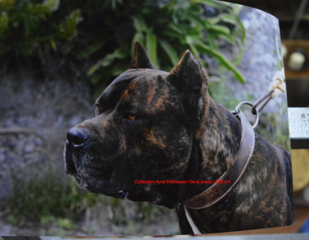 Galería de Rokote del Jardín Canario