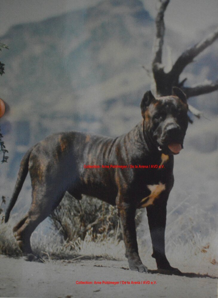 Galería de Rokote del Jardín Canario