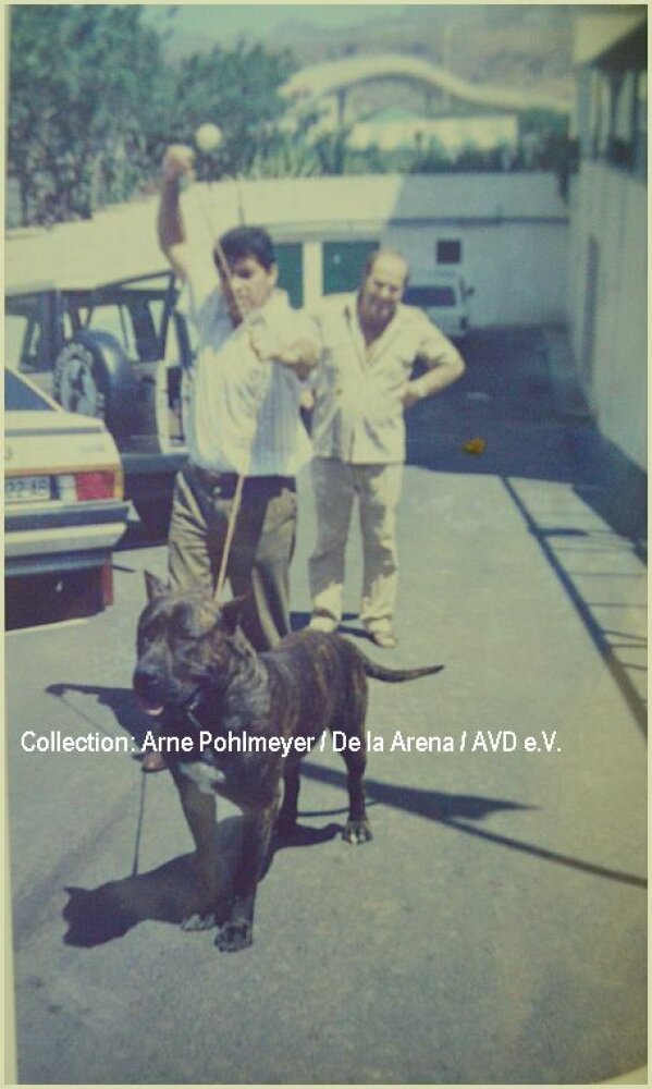 Galería de Rokote del Jardín Canario