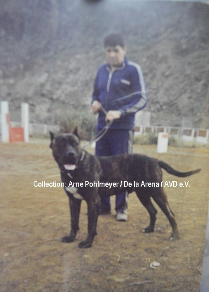 Galería de Rokote del Jardín Canario