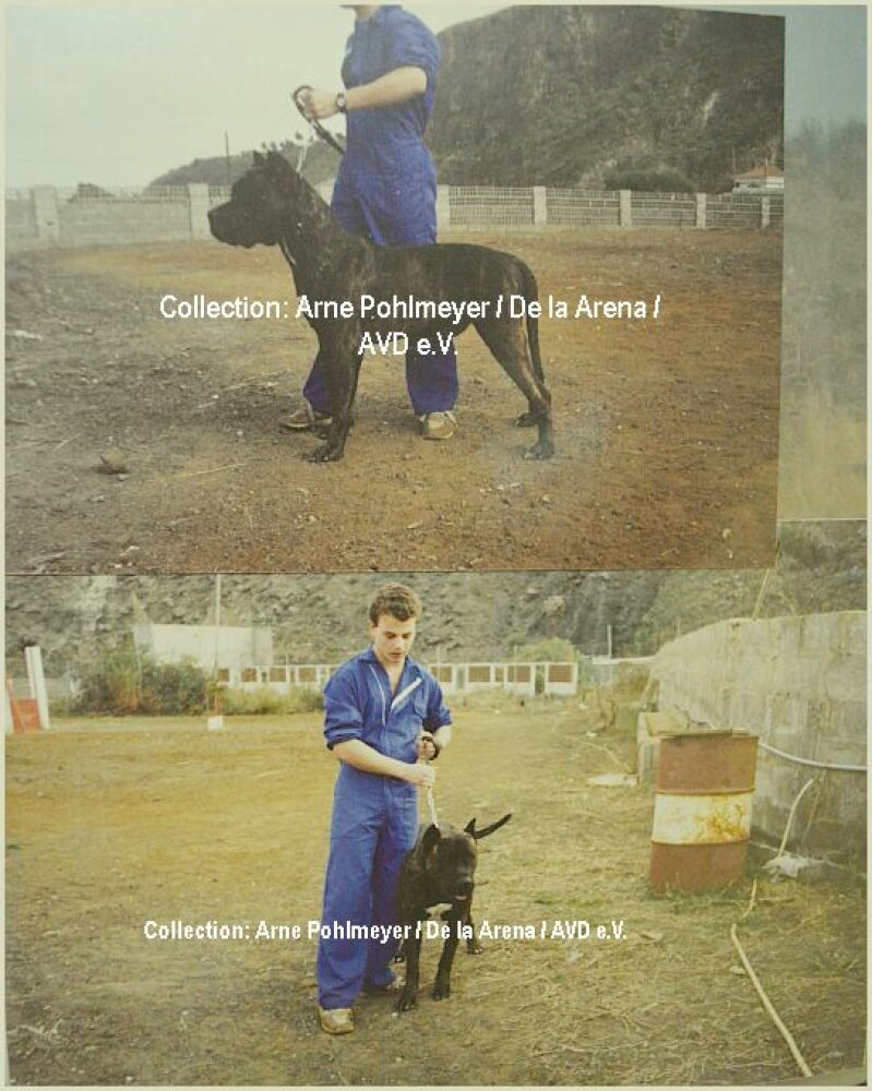 Galería de Rokote del Jardín Canario