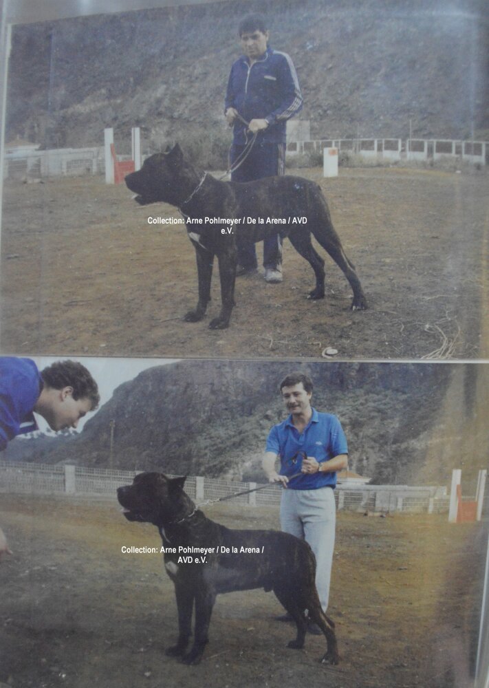 Galería de Rokote del Jardín Canario