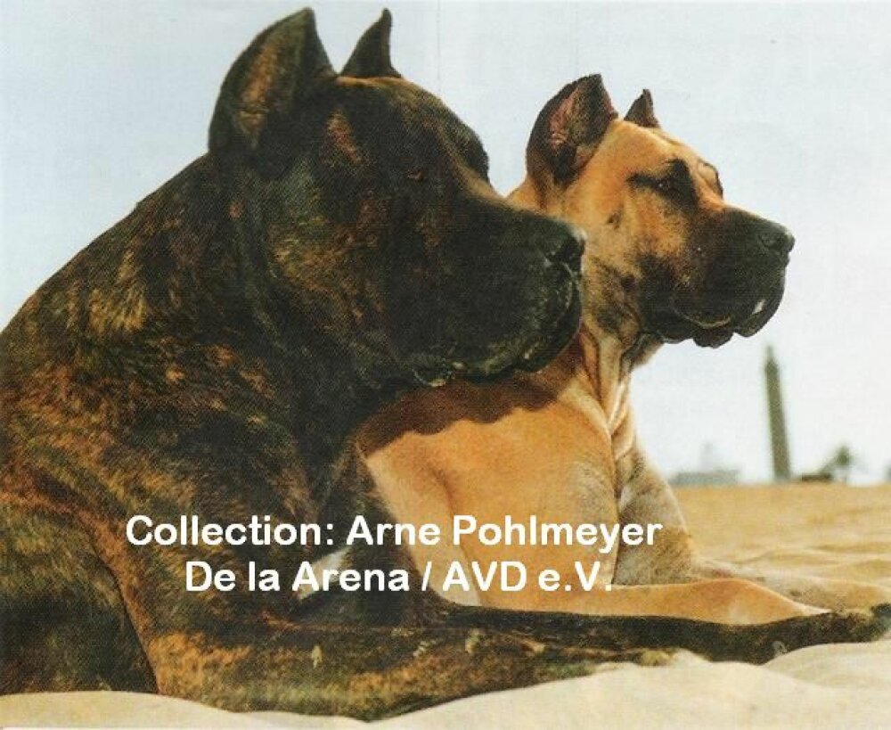 Galería de Rokote del Jardín Canario