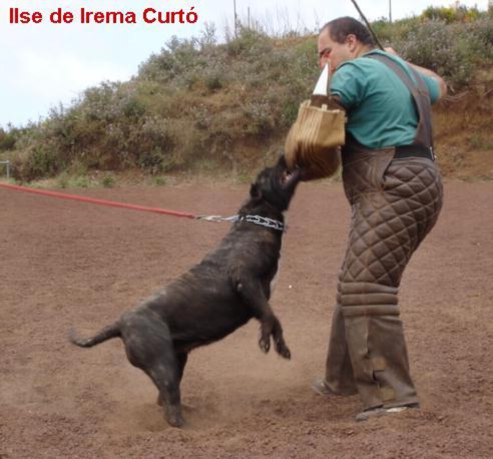 Galería de Ilse de Irema Curtó