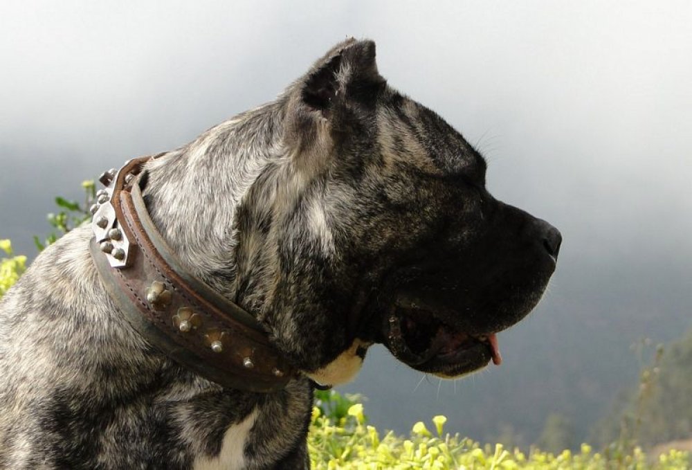 Galería de Furia de Ismael Santiago