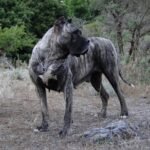 Furia de Ismael Santiago