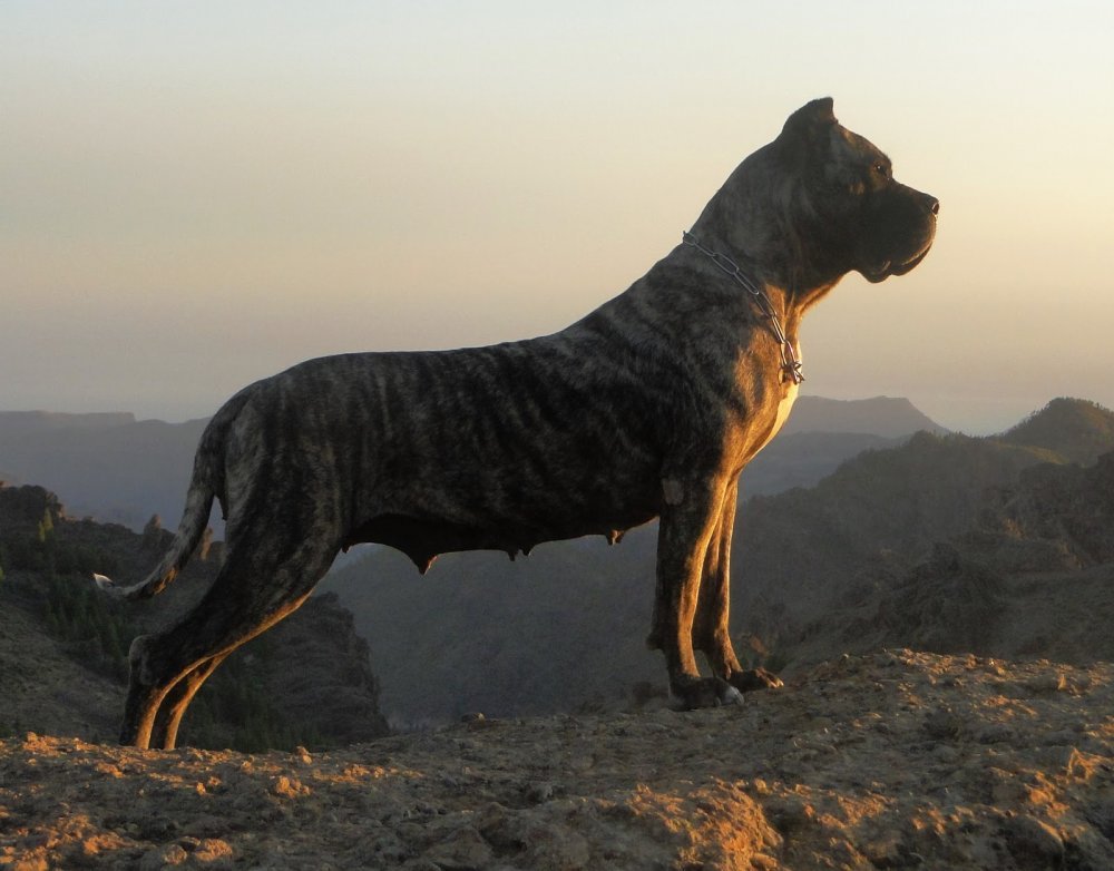 Galería de Furia de Ismael Santiago