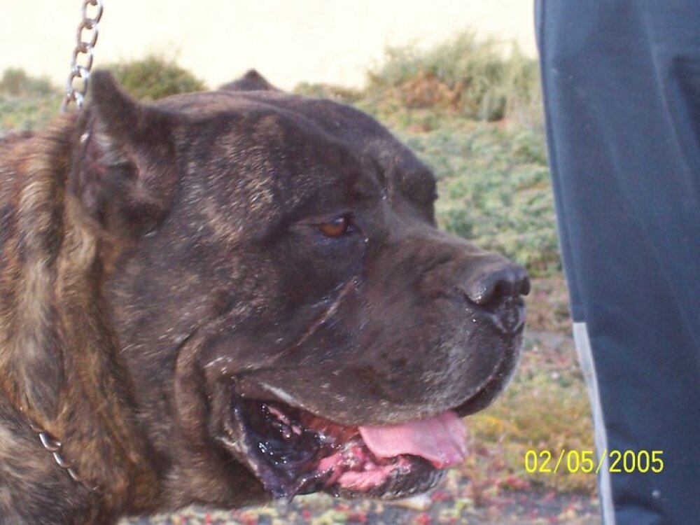 Galería de Drago de Los Cardones