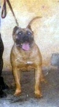 Galería de Guaci II