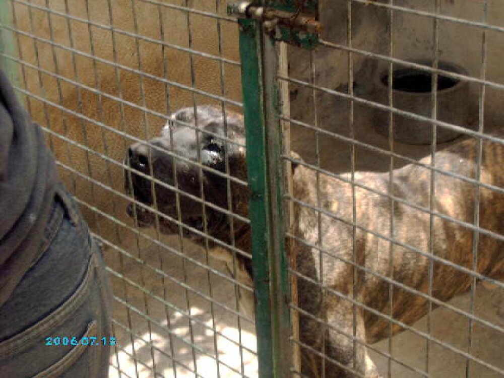 Galería de León de Presa Canario 2000