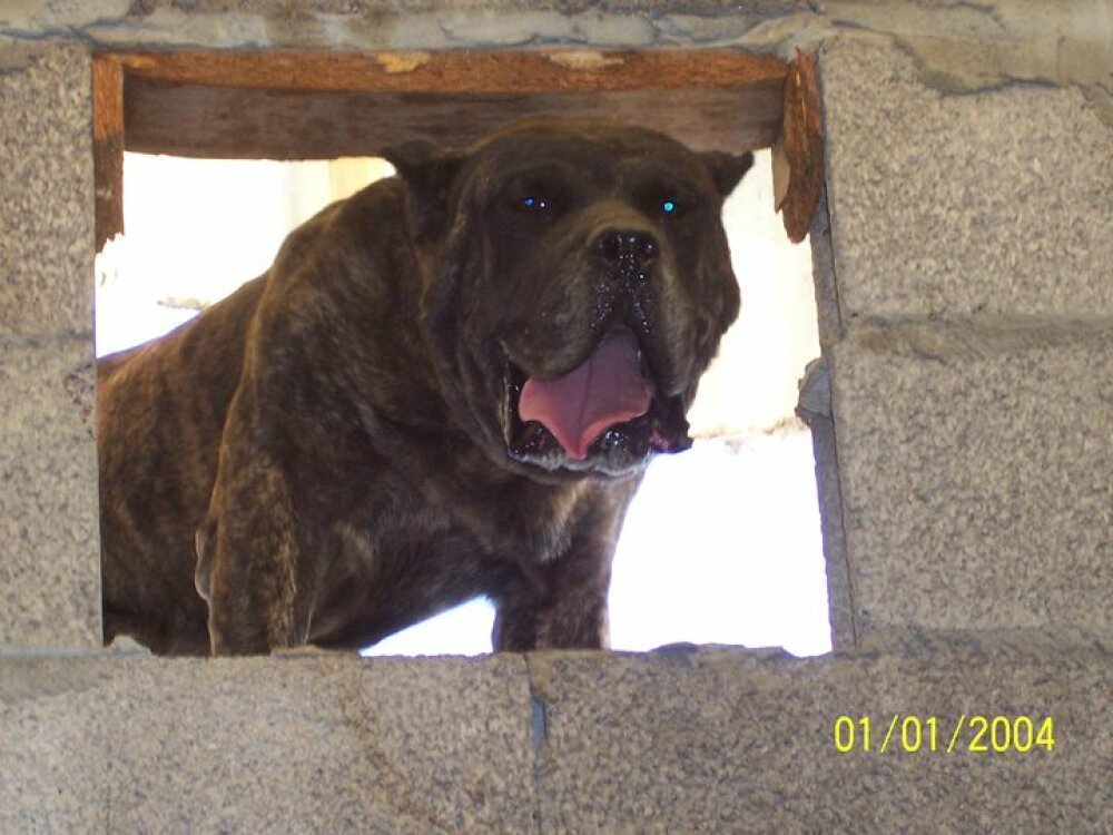 Galería de Drago de Los Cardones