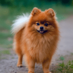 Matilda de los valles