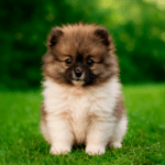 Zorro de Elena Curtó