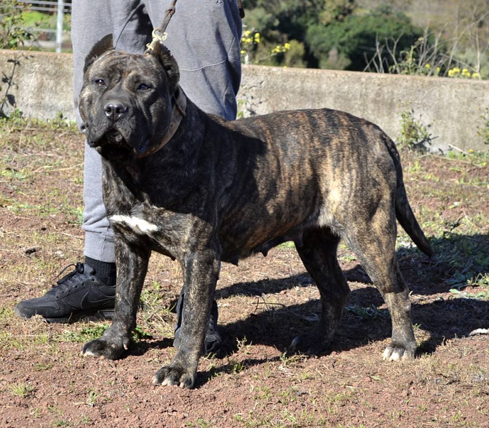 Galería de Siria de Irema Curtó