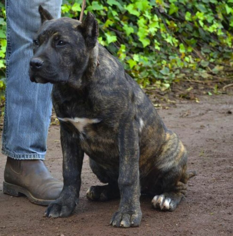 Galería de Siria de Irema Curtó