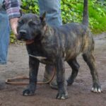 Siria de Irema Curtó