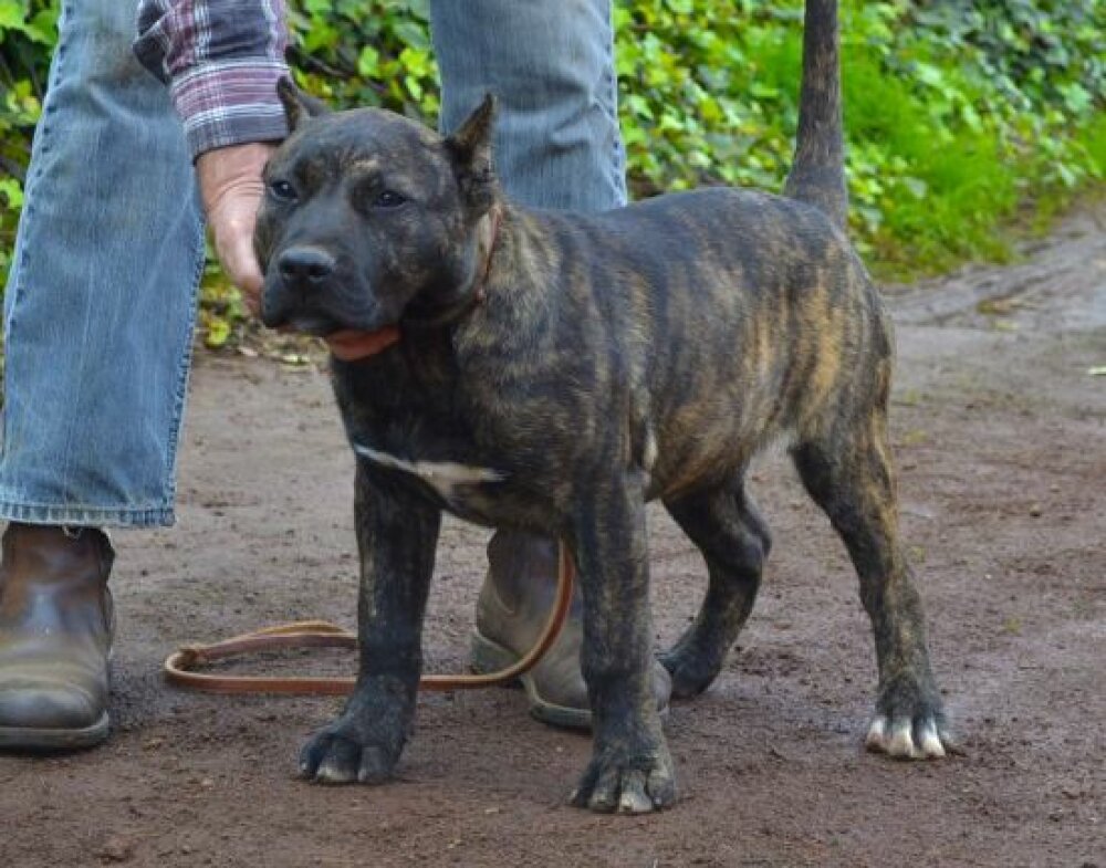 Galería de Siria de Irema Curtó